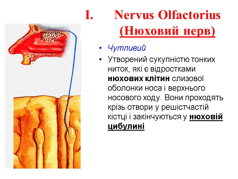 Nervus Olfactorius  (Нюховий нерв) Чутливий Утворений сукупністю тонких ниток, які є відростками нюхових